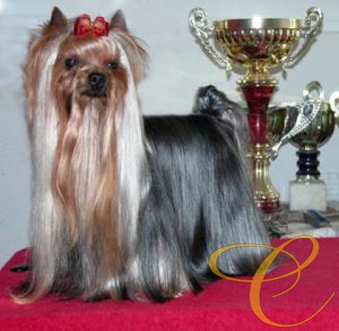 Mult. Ch. Jasper I de Coramonte, 