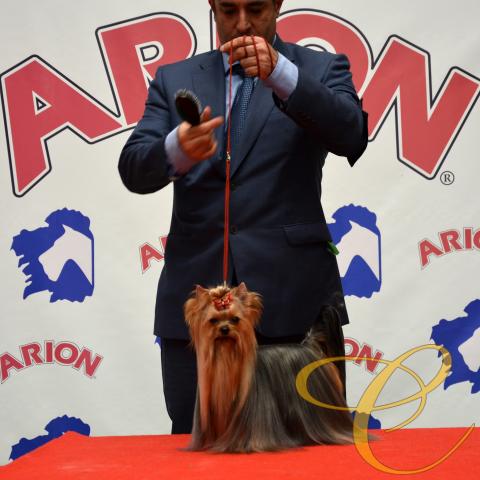 Ch. Vanesa de Coramonte con su propietario Unai Ares