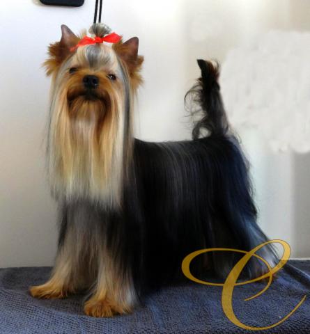 Caramelo de Coramonte