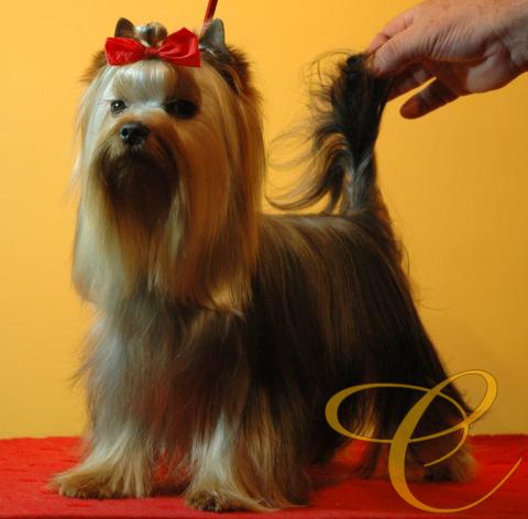 Condor de Coramonte. 1 año. 