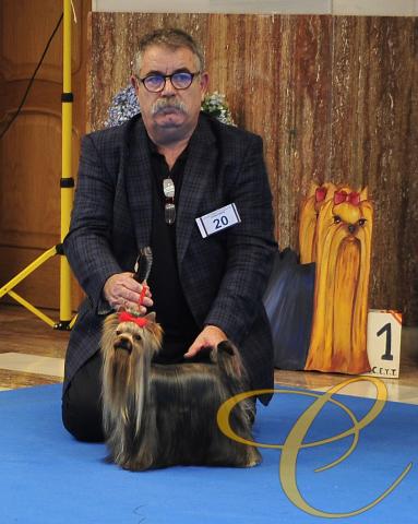 Descarada de Coramonte. 15 meses.  Exte. Monográfica Club Español de Yorkshire terrier 2016
