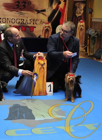 Mejor Joven macho. 10 meses, MONOGRAFICA DE YORKSHIRE TERRIE 2016