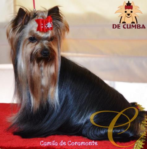 Camila de Coramonte. Es mas que evidente, su magnifico color y textura.