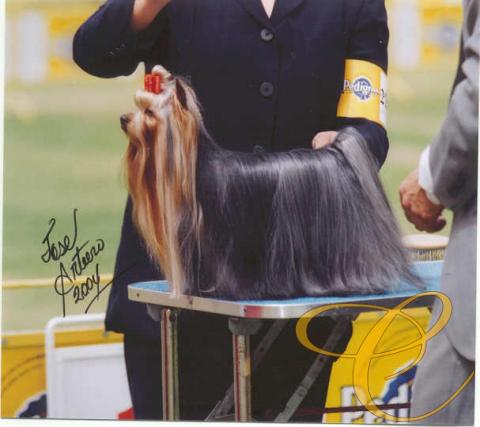 Multi. Ch. Jasper I de Coramonte