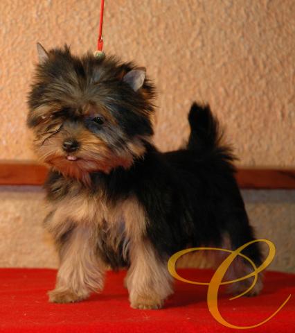 Pequeña cachorrita de Yorkshire terrier.  3  meses