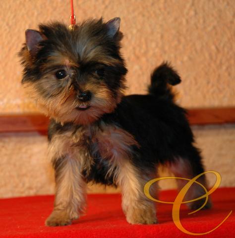Cachorrita de Yorkshire terrier. 3 meses