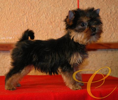 Cachorrita de Yorkshire terrier. 3 meses