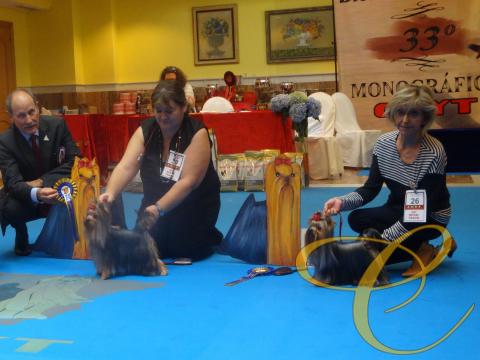 Jr. Ch. Quimera de Coramonte junto a su hermana. Sofia de Coramonte. compitiendo en la Monografica del Club Español de Yorkshire Terrier. 2016