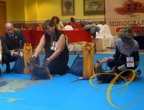 Sofia de Coramonte. Jóvenes hembras. Exte. 3º Junto a Quimera de Coramonte. Exte. 1º. mejor joven hembra MONOGRAFICA CLUB EXPAÑOL DE YORKSHIRE TERRIER. 2016