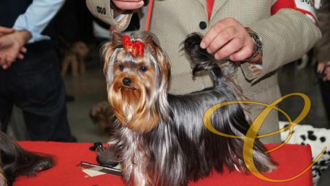 Balentina de Coramonte