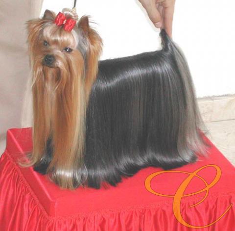 Multi. Ch. Jasper I de Coramonte