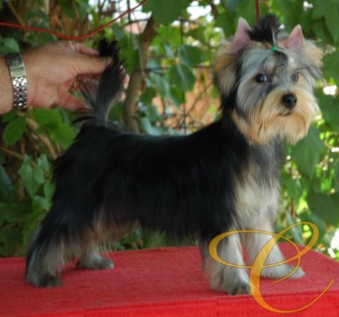 Fantasma de coramonte