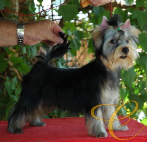 Fantasma de Coramonte.