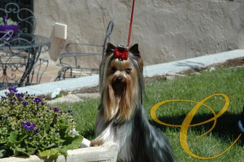 Balentina de Coramonte