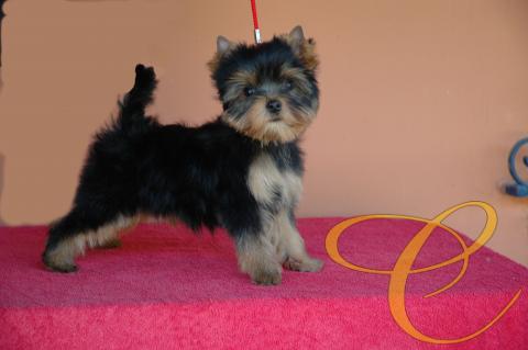 Toribio de Coramonte 3 meses