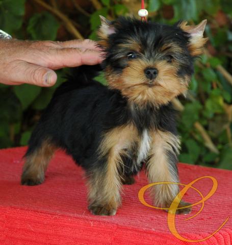 Precioso macho. con todo aquello que podemos pedir para empezar a hacer una correcta selección. 8 semanas
