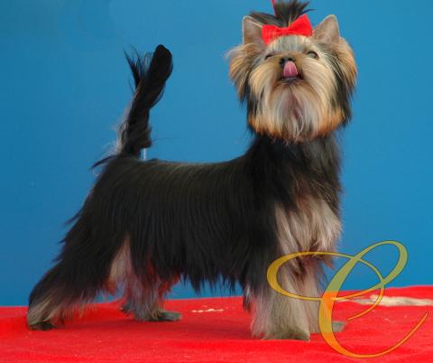 Sancho de Coramonte con 4 meses