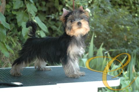 Fantasma De Coramonte