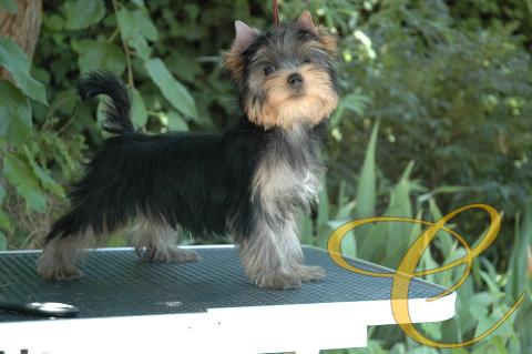 Fantasma De Coramonte