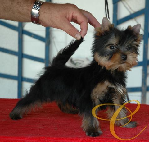 Sancho de Coramonte con casi  3 meses