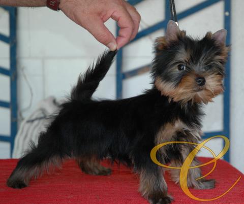 Sancho de Coramonte con casi  3 meses