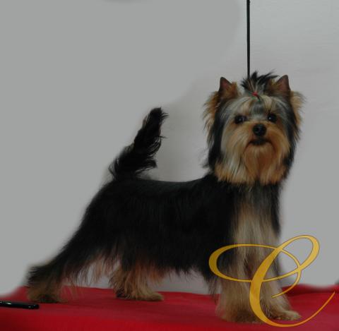 Toribio de Coramonte 5 meses