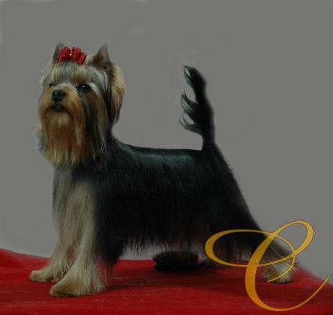 Toribio de Coramonte 6 meses