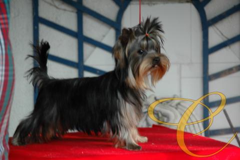 Sofia de coramonte, 5 meses