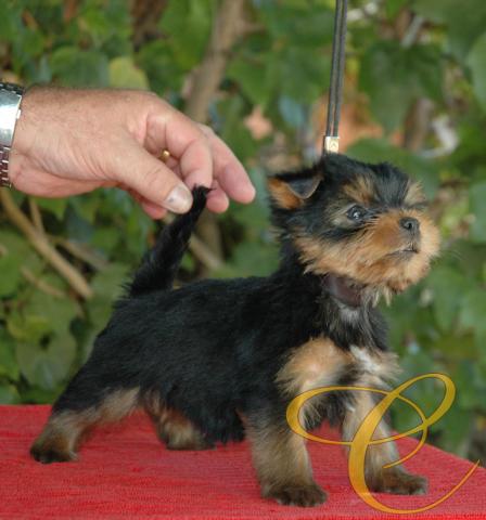 Precioso macho. con todo aquello que podemos pedir para empezar a hacer una correcta selección.