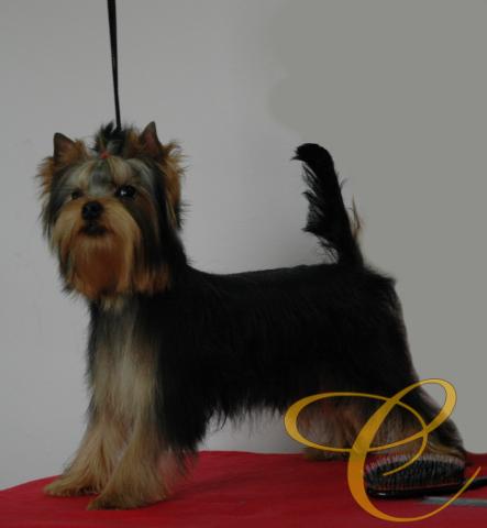 Toribio de Coramonte 5 meses
