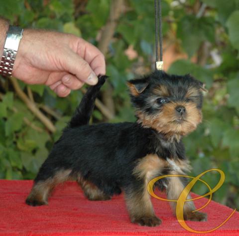 Precioso macho. con todo aquello que podemos pedir para empezar a hacer una correcta selección.