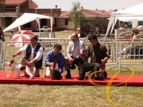 Multi. Ch. Jasper I de Coramonte