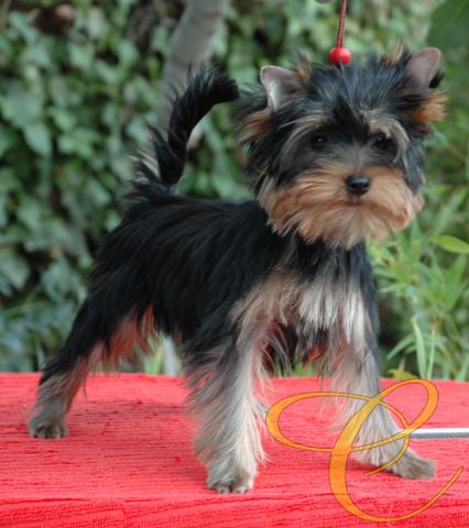 Quimera de Coramonte