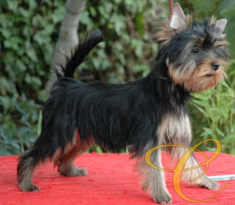 Quimera de Coramonte