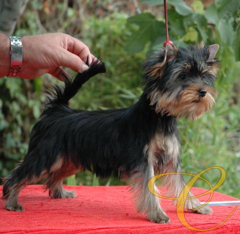 Quimera de Coramonte