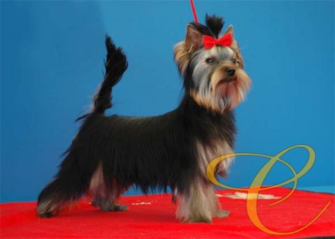 Sancho de Coramonte con 4 meses