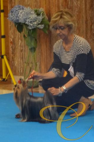 Sofia de Coramonte. Intermedia hembras. Exte. 3º MONOGRAFICA CLUB EXPAÑOL DE YORKSHIRE TERRIER. 2016