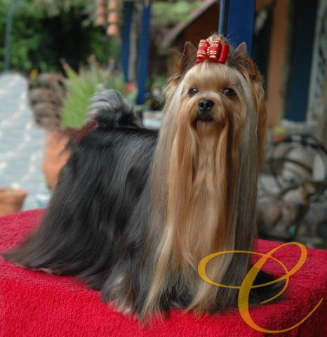 Mult. Ch. Tiffany de Coramonte