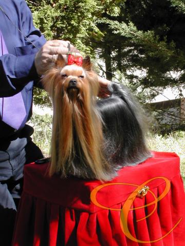 Multi. Ch. Jasper I de Coramonte