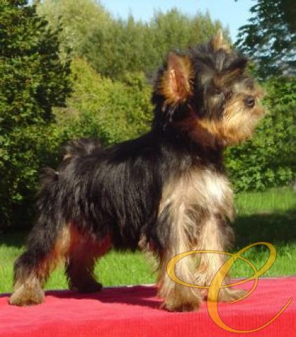 Great Feeling De La Pam'Pommeraie