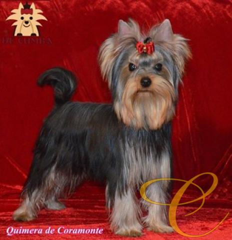 Quimera de Coramonte, a los 5 meses