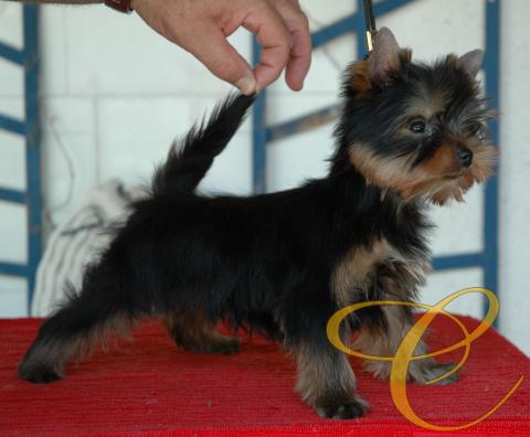 Sancho de Coramonte con casi  3 meses