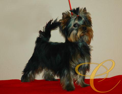 Sancho de Coramonte con 4 meses