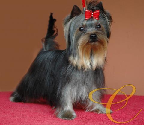 Sofia de coramonte 6 meses