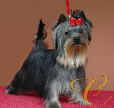 Sofia de coramonte 6 meses