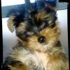 Imagen de lola Imagen de lola