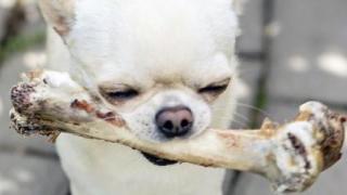 huesos para perros, alimentación, dientes